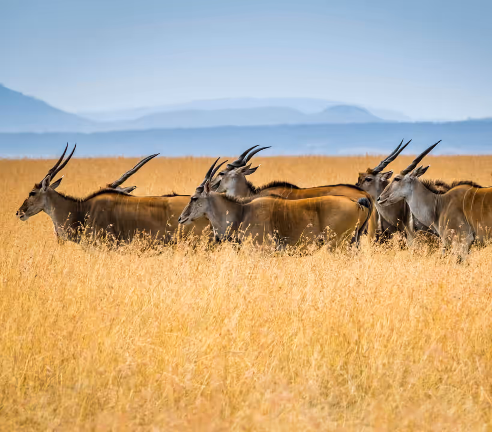 Samburu National Reserve