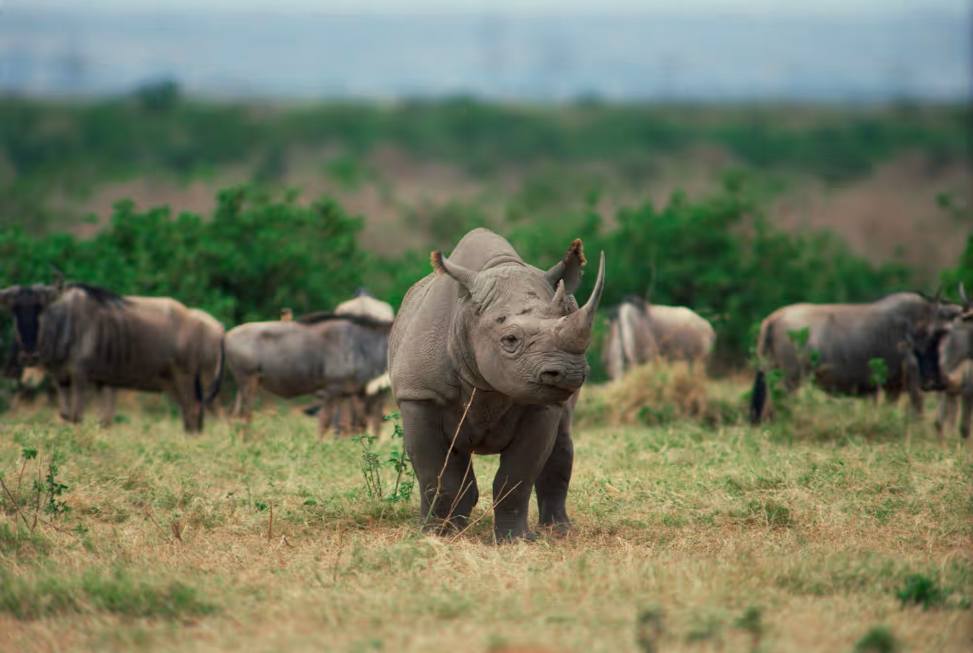 Lewa Wildlife Conservancy