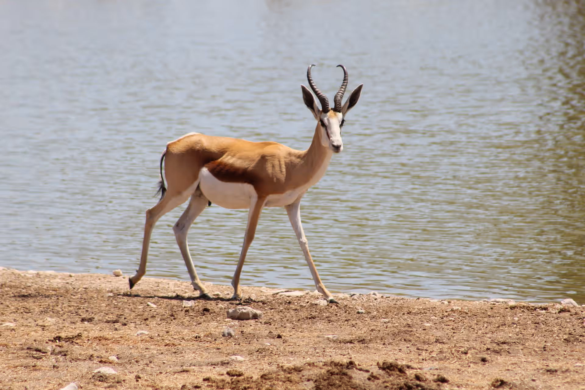 Etosha National Park gallery 3