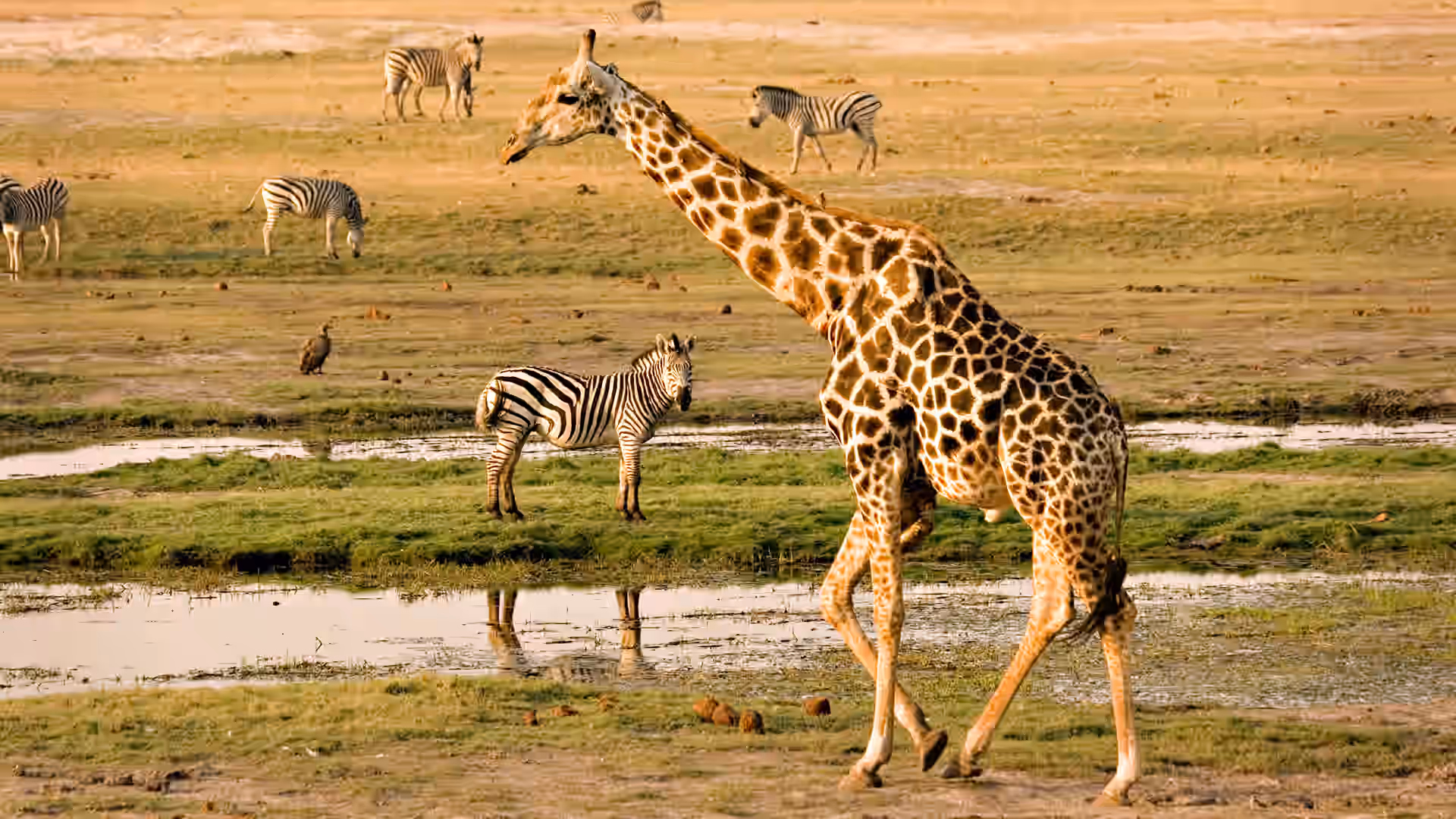 Linyanti Wildlife Reserve gallery 3