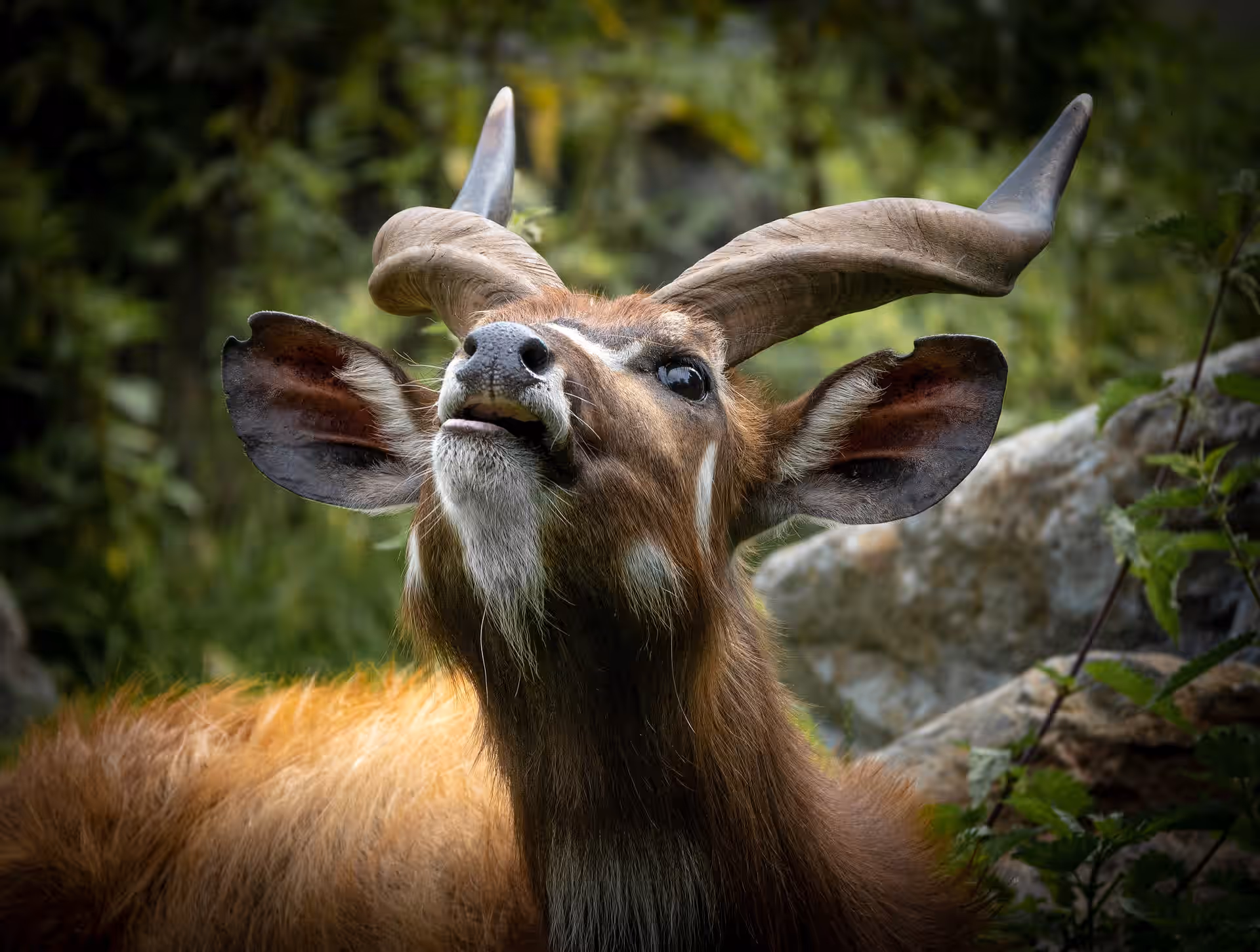 Kibale National Park