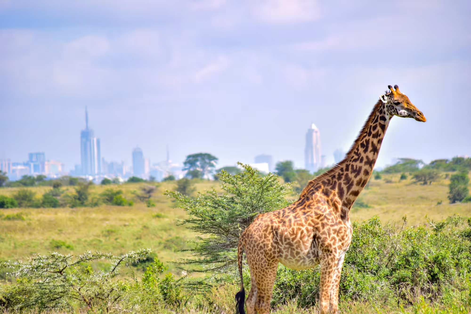 Nairobi National Park