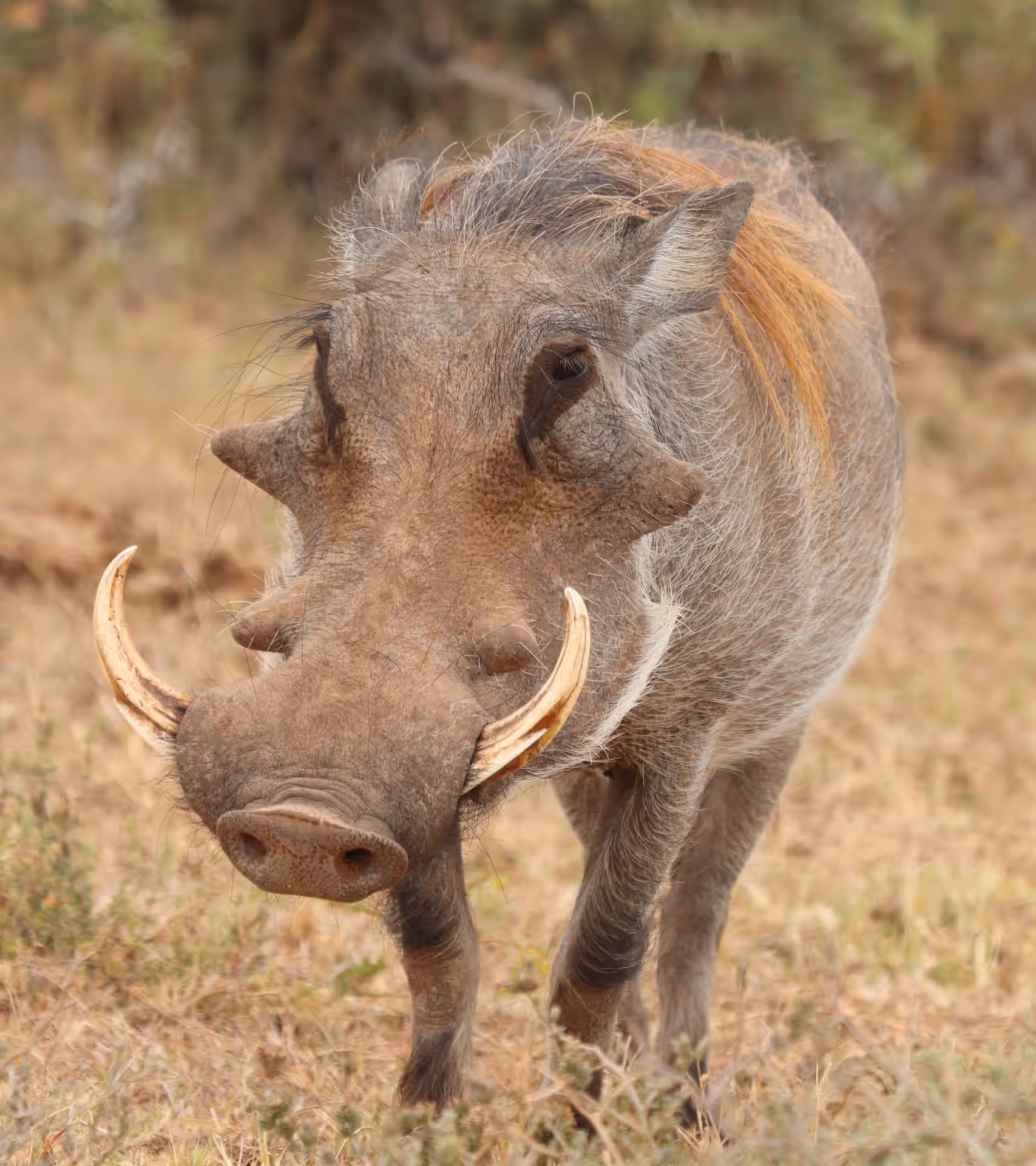 Burunge Wildlife Management Area. gallery 0