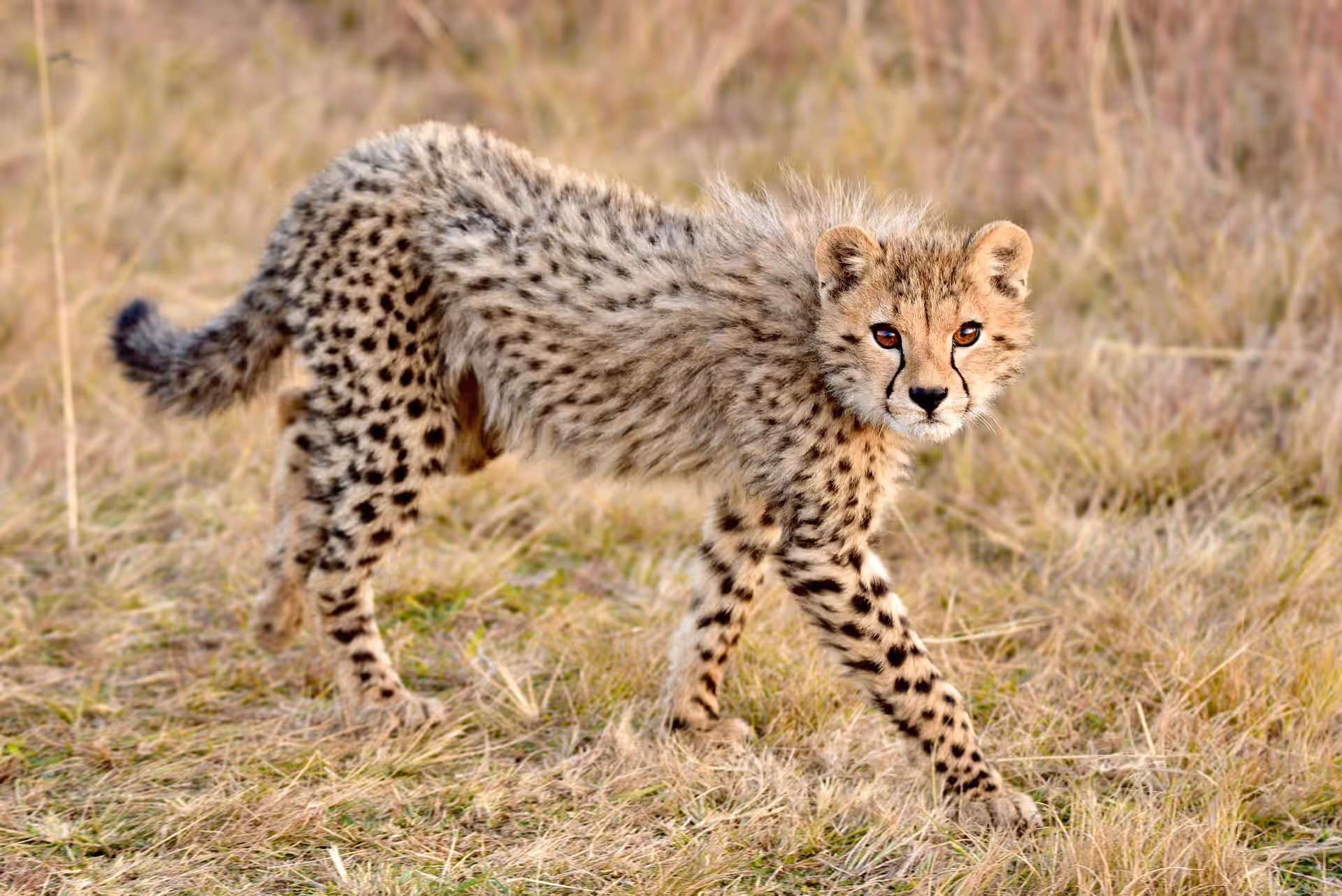 Grumeti Game Reserve gallery 1