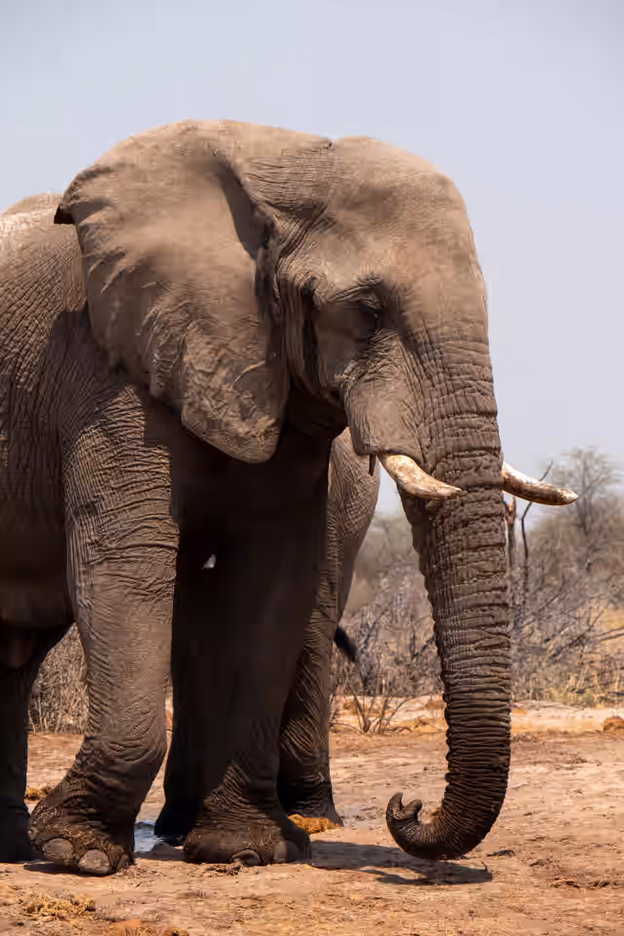 Burunge Wildlife Management Area.