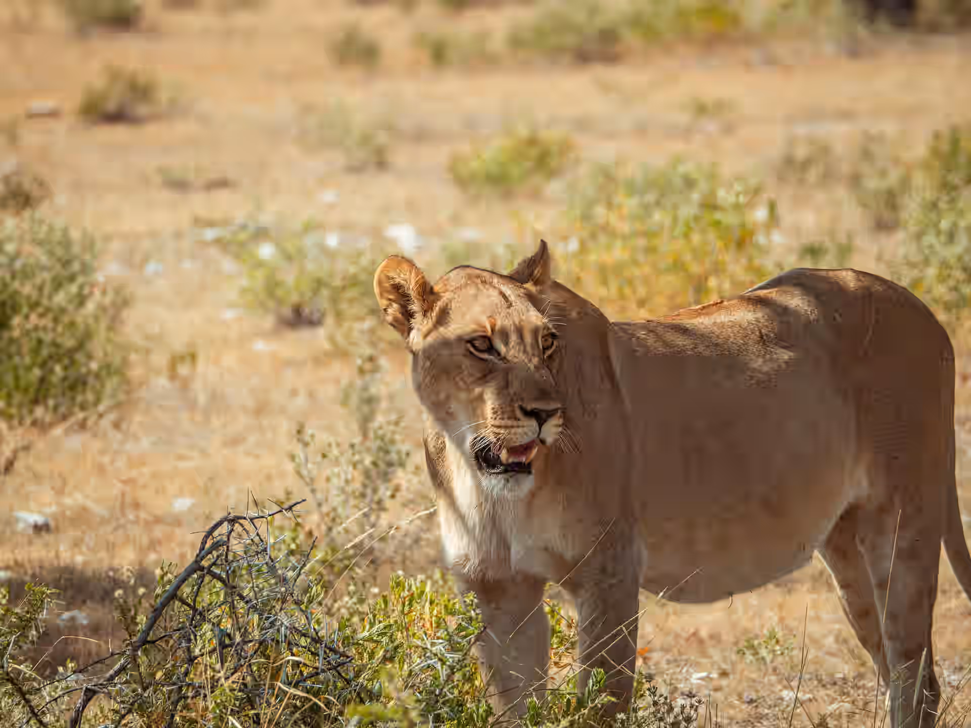 Etosha National Park gallery 4