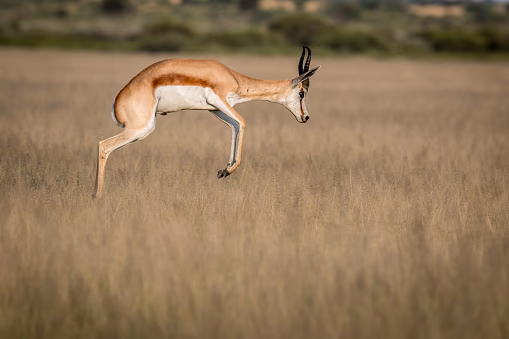 Central Kalahari Game Reserve gallery 2