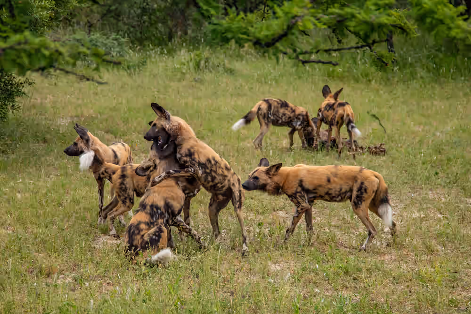 Borana Conservancy gallery 2
