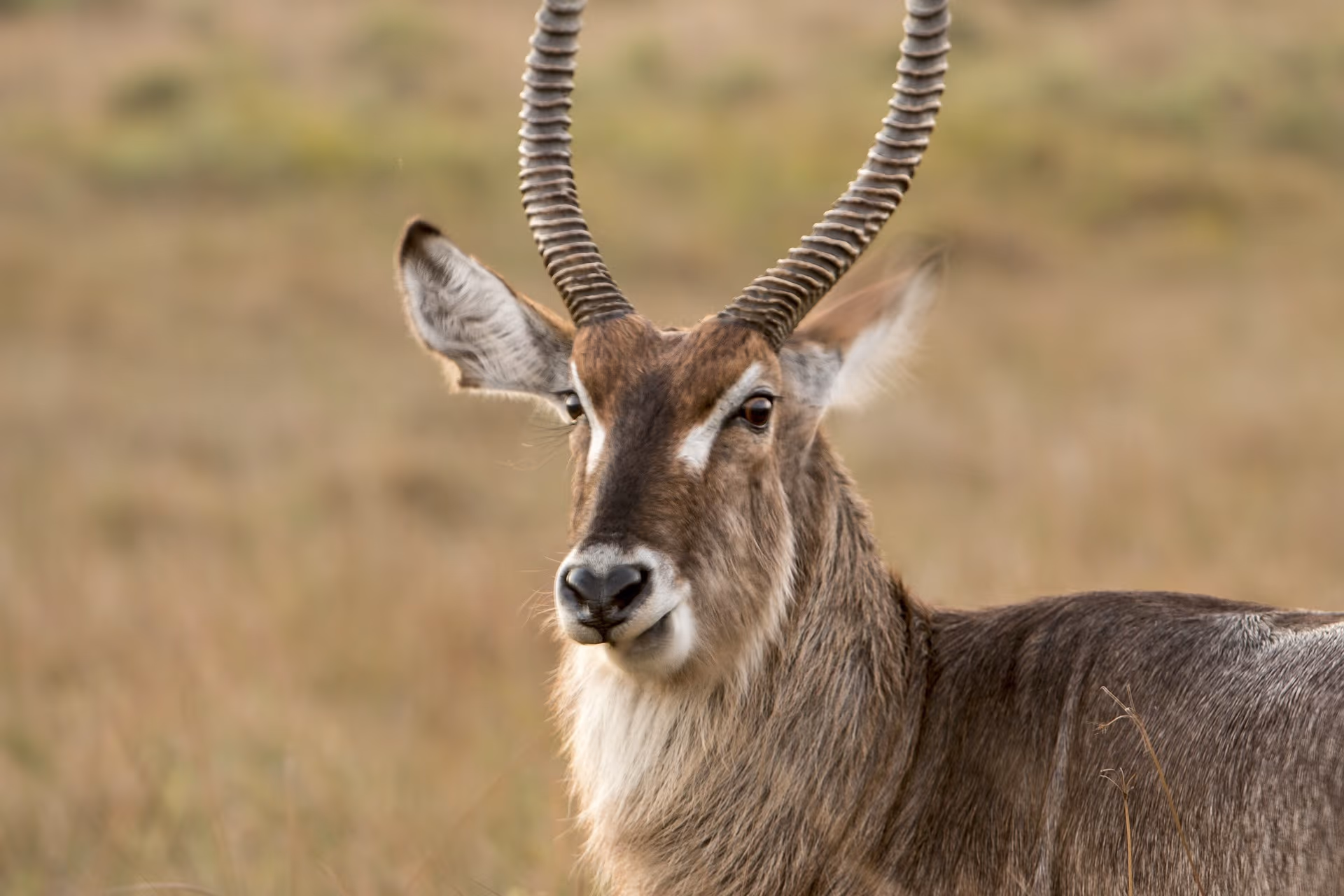 Kruger National Park gallery 4