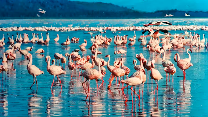 Lake Nakuru National Park gallery 0