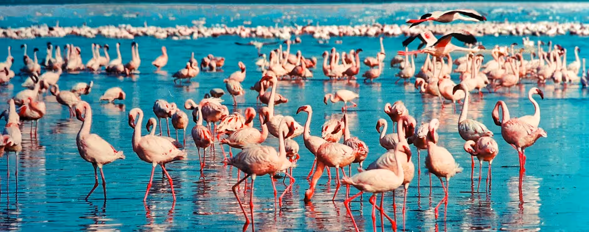 Lake Nakuru National Park gallery 4