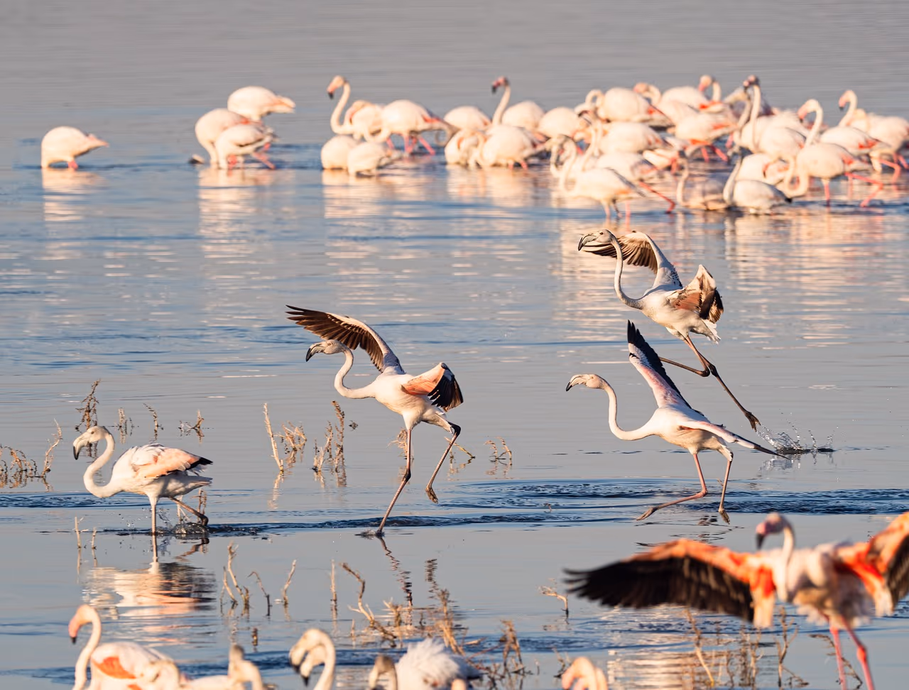 Lake Nakuru National Park gallery 3
