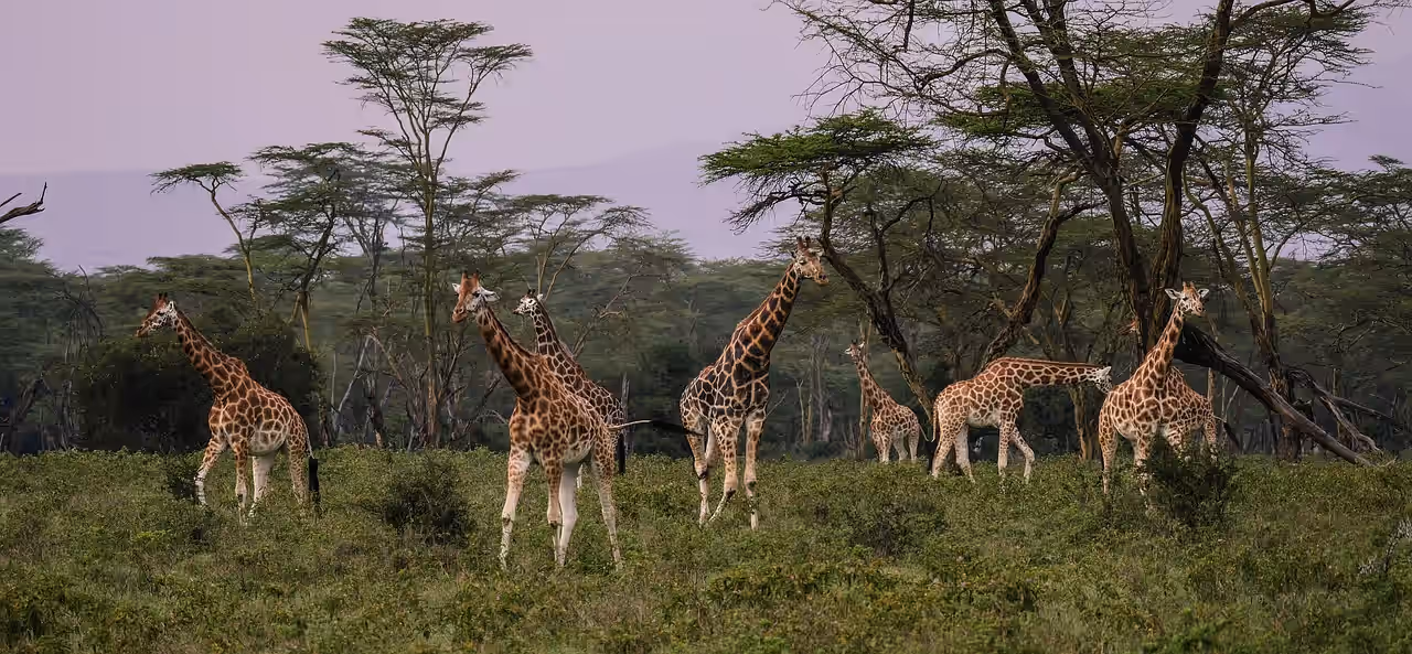Lake Nakuru National Park gallery 1