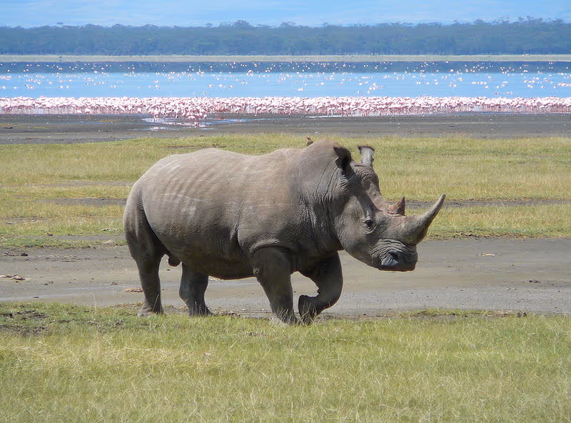 Lake Nakuru National Park
