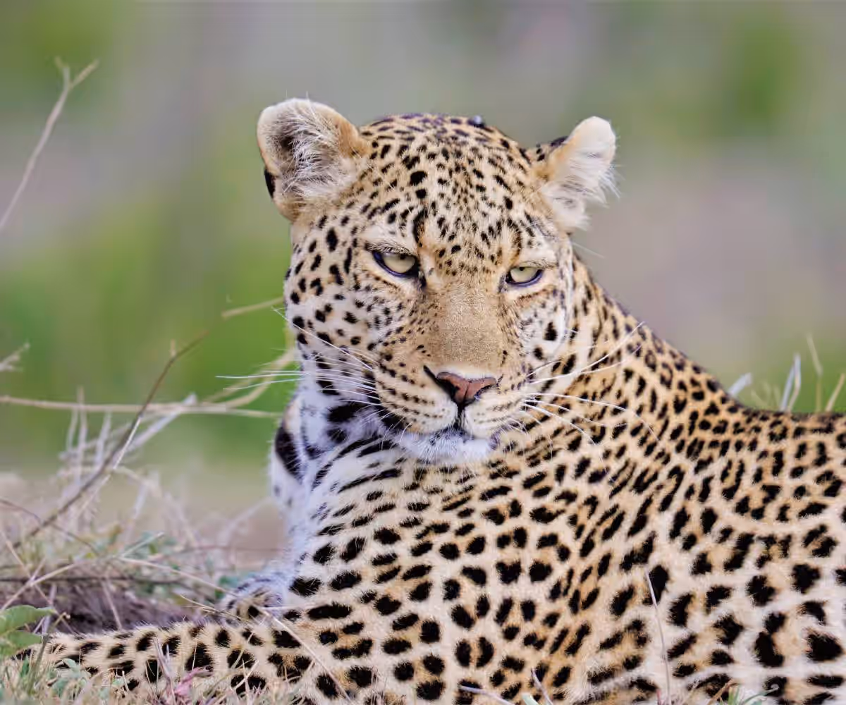 Tsavo East National Park gallery 2