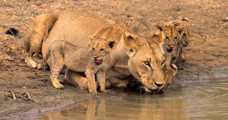 Central Kalahari Game Reserve gallery 1