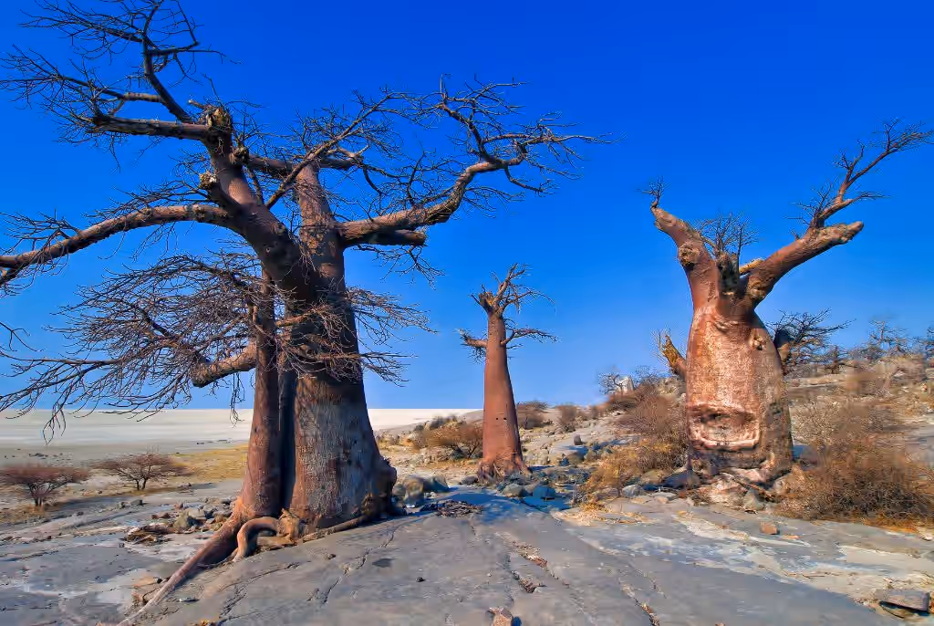 Makgadikgadi Pans National Park gallery 1