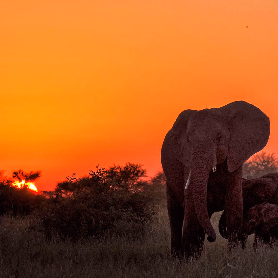 Manyeleti Game Reserve gallery 0