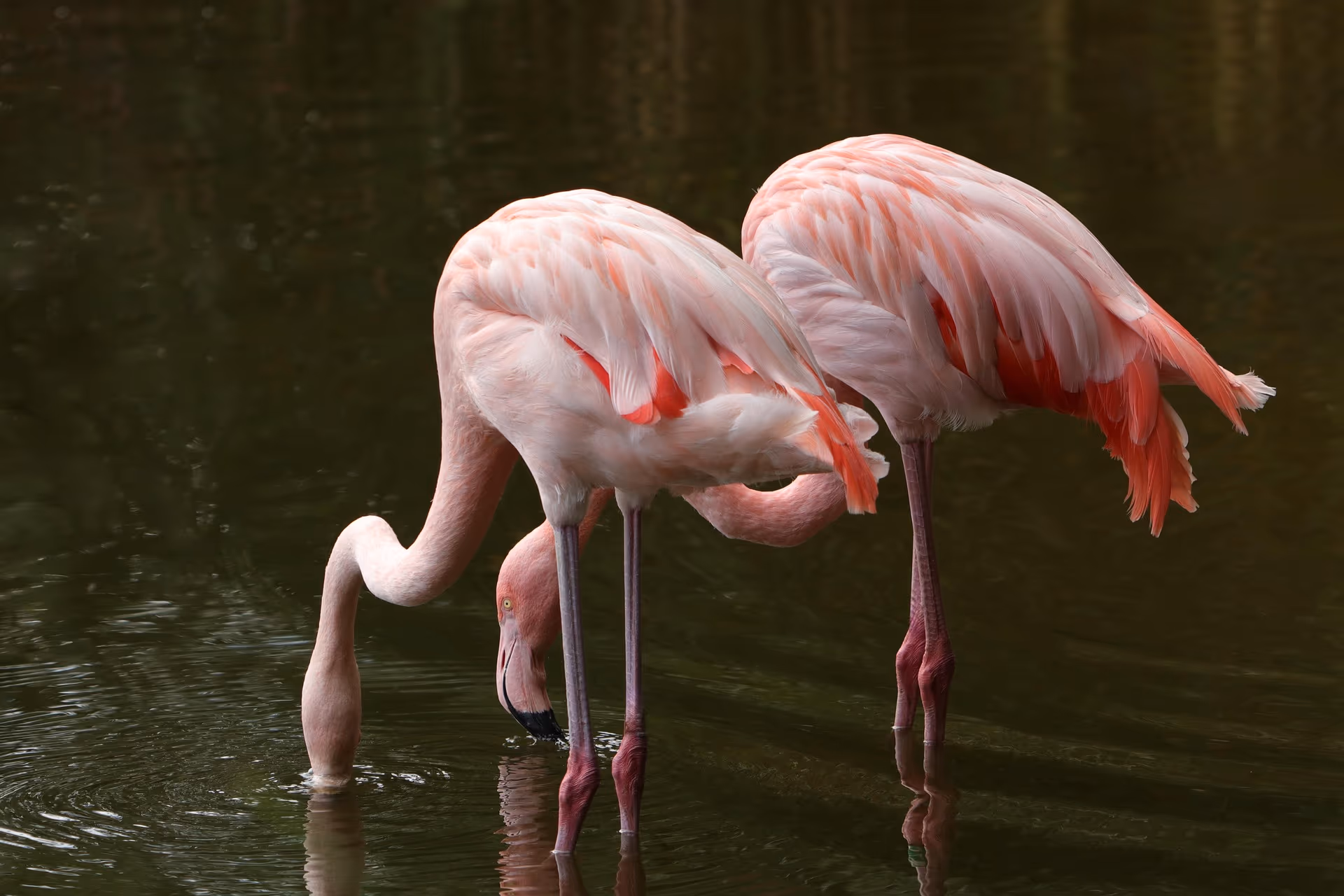 iSimangaliso Wetland Park gallery 0