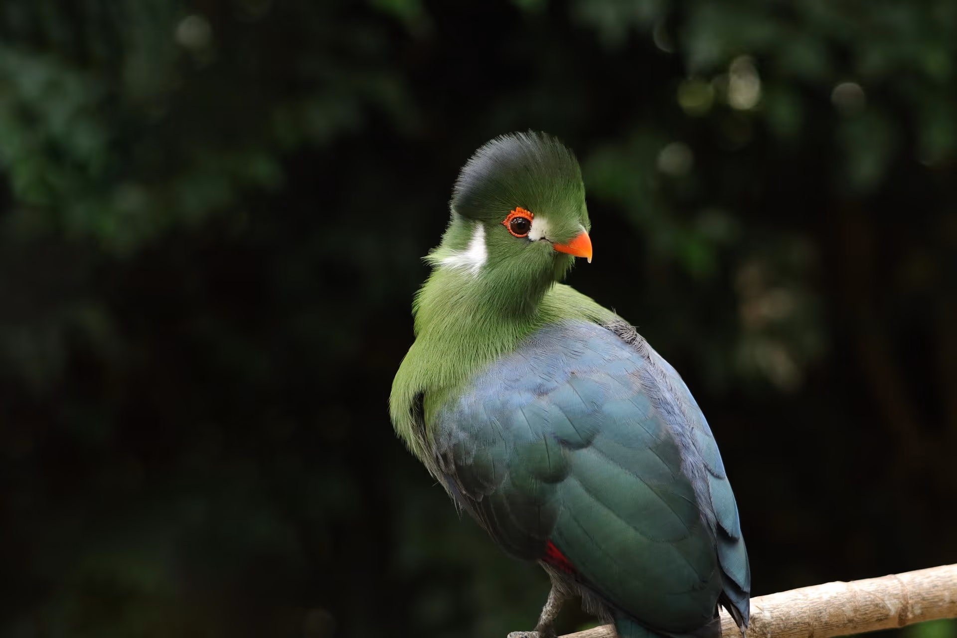 Mahale Mountains National Park gallery 3