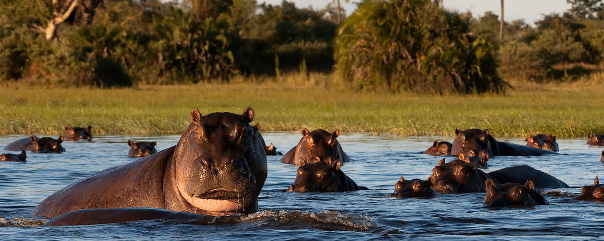 Moremi Game Reserve gallery 0