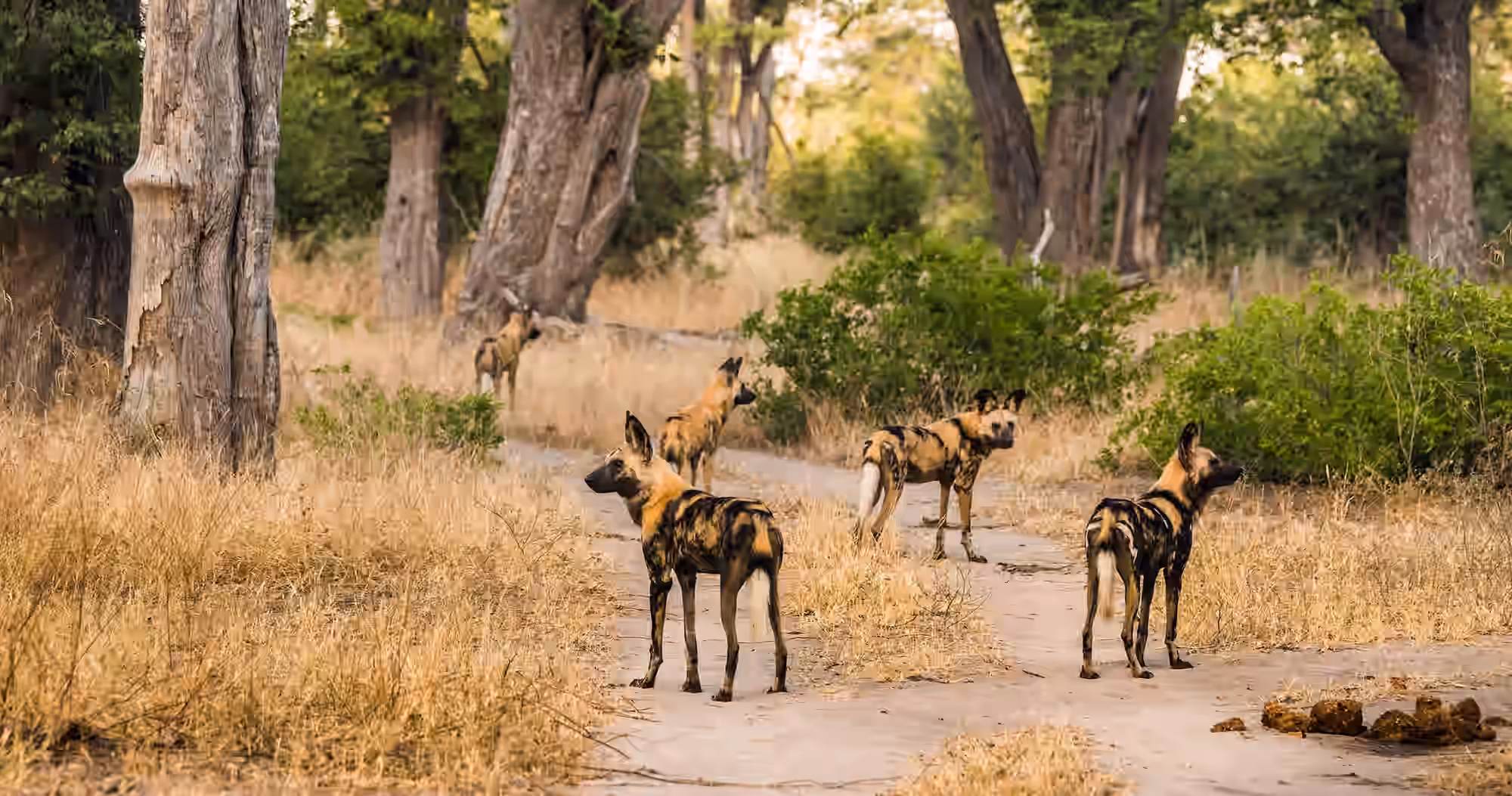 Moremi Game Reserve gallery 3