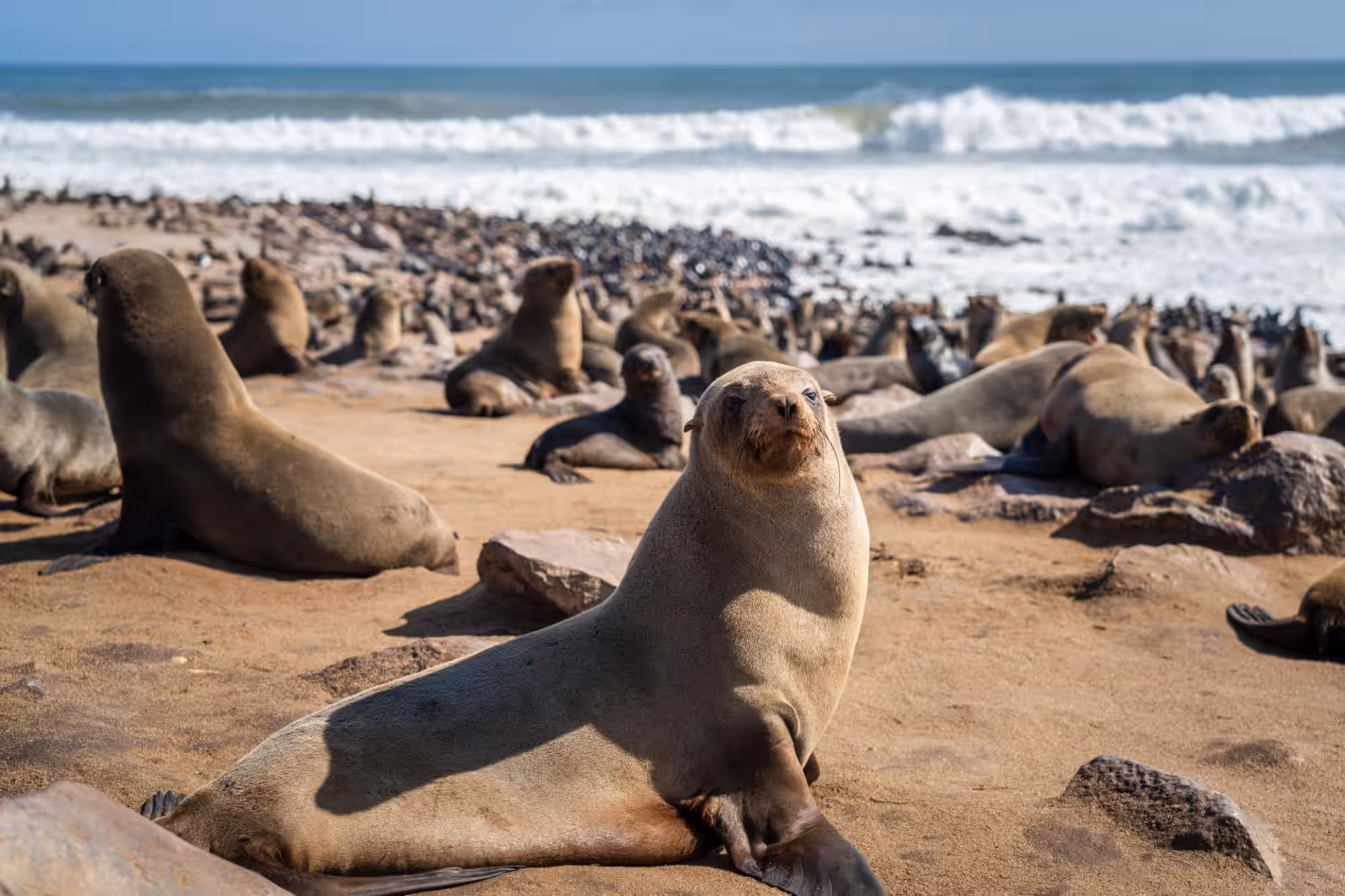 Skeleton Coast gallery 2