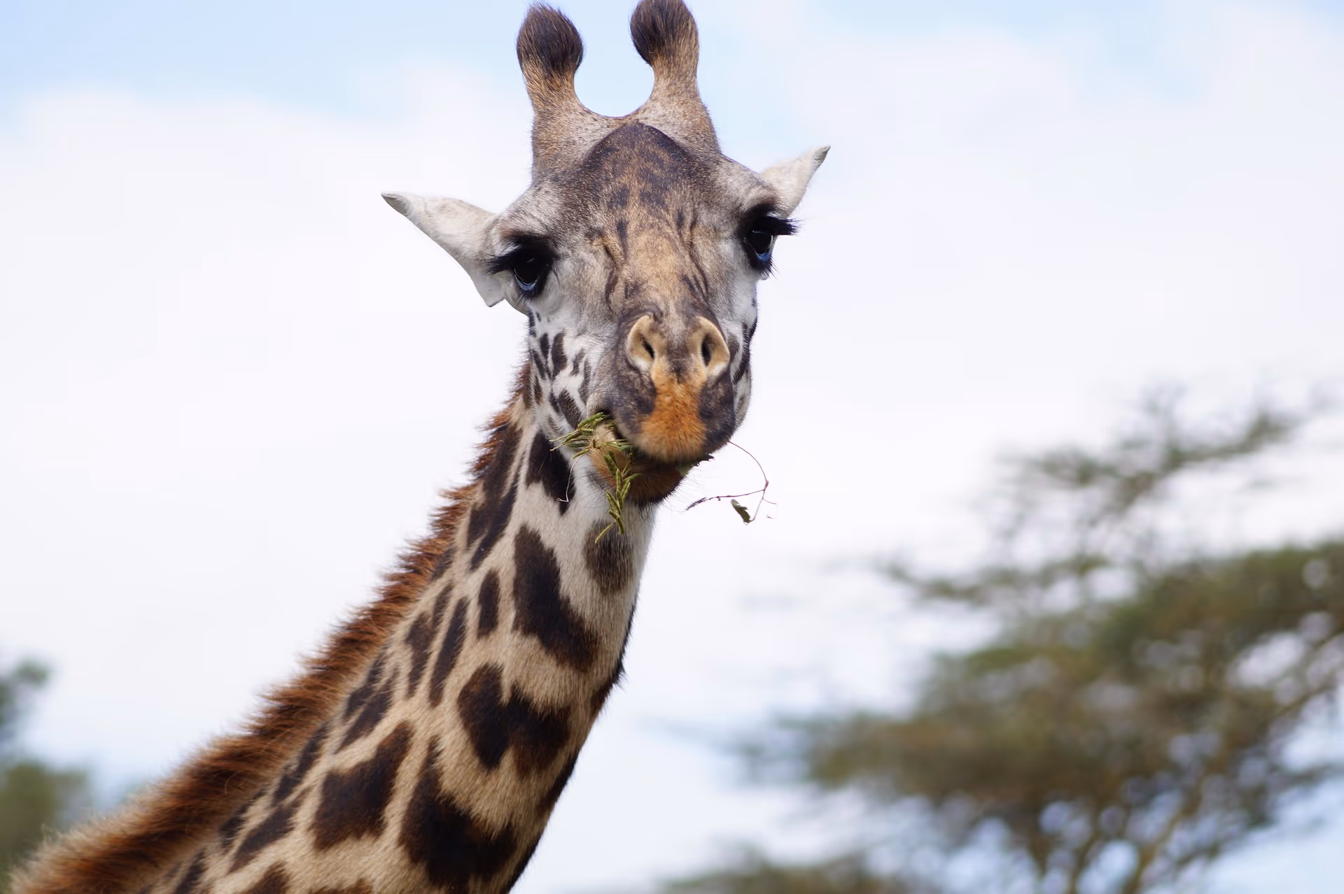 Lake Manyara National Park gallery 1