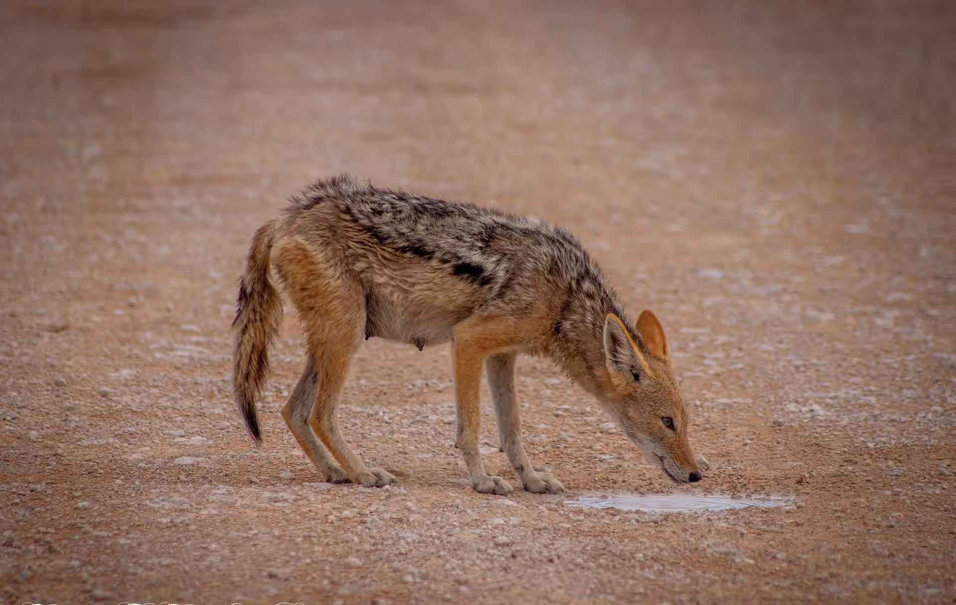 Namib-Naukluft National Park