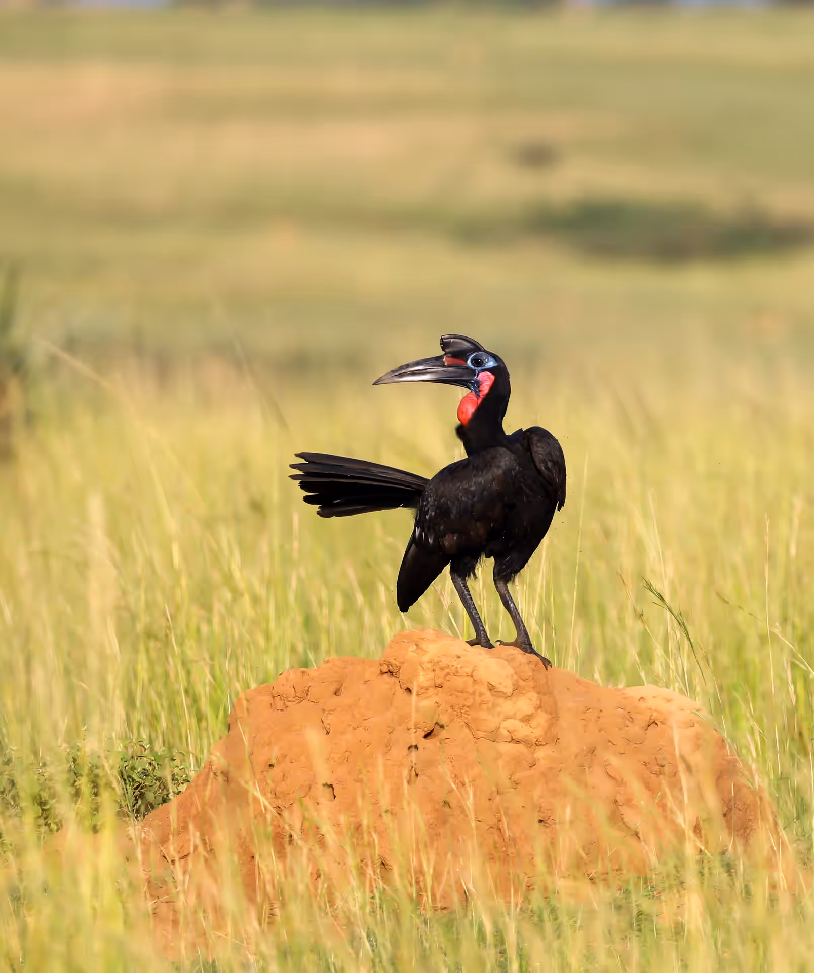 Murchison Falls National Park gallery 0