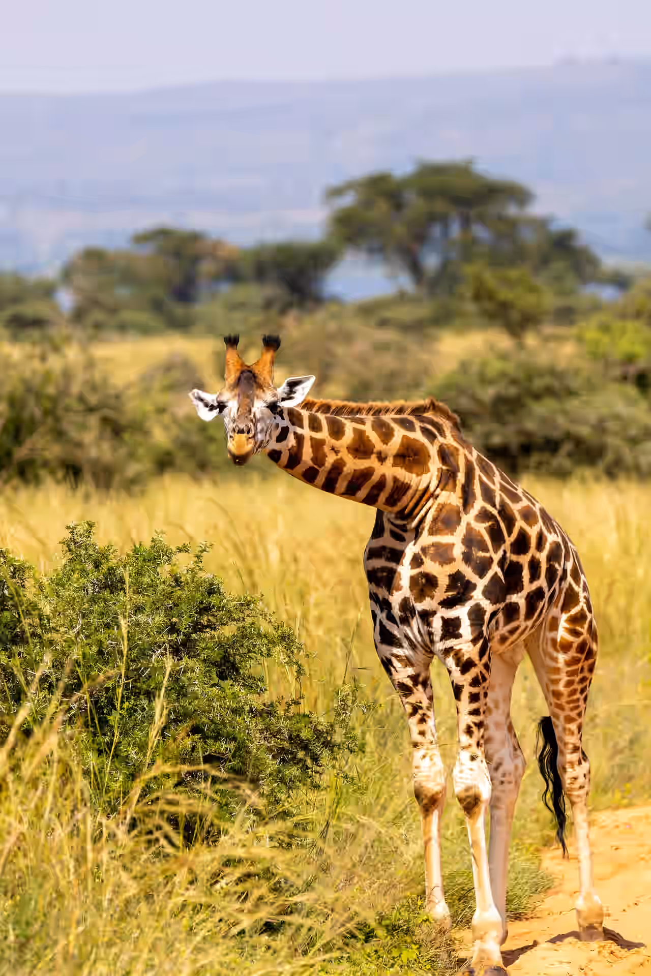 Murchison Falls National Park gallery 3