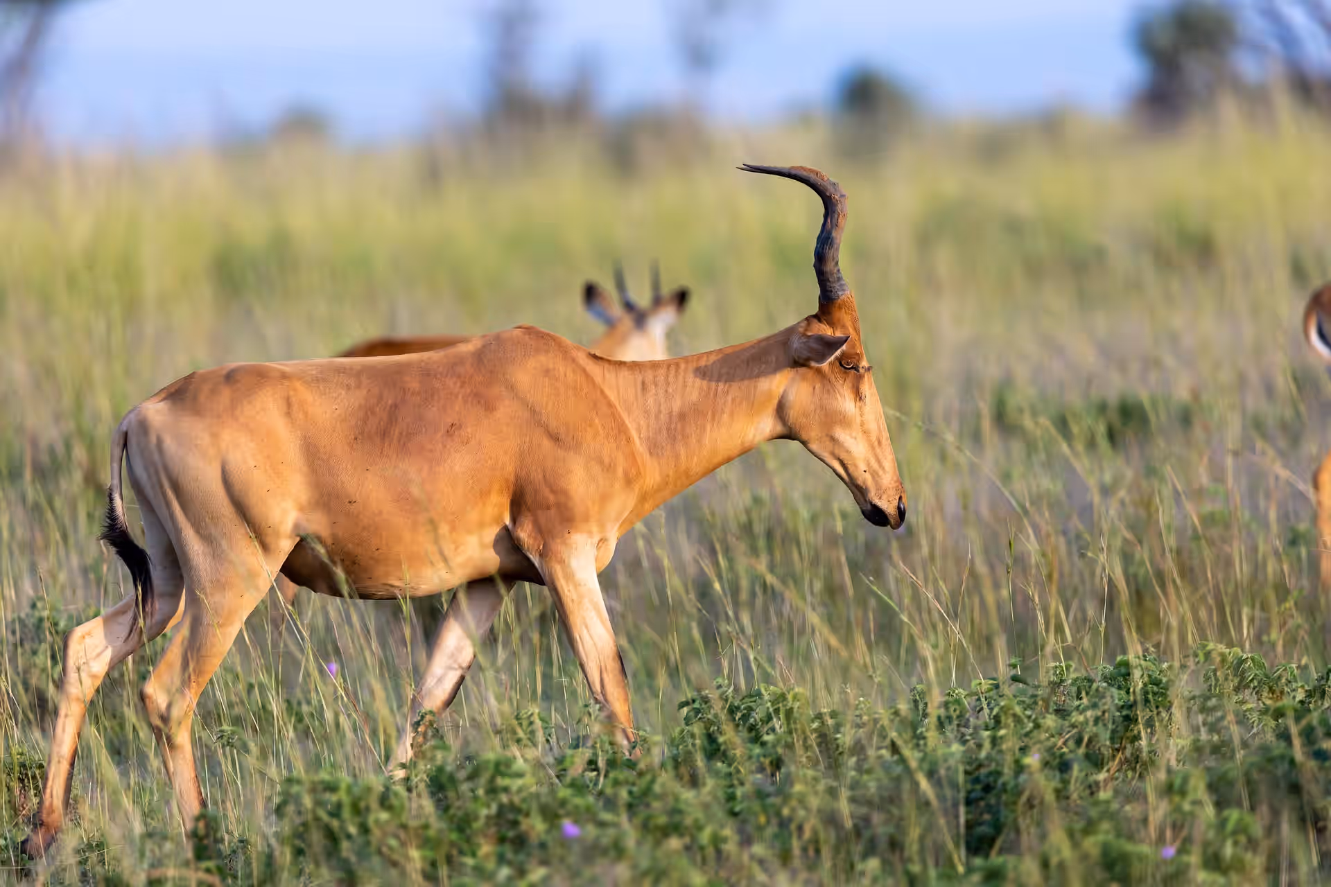 Murchison Falls National Park gallery 2
