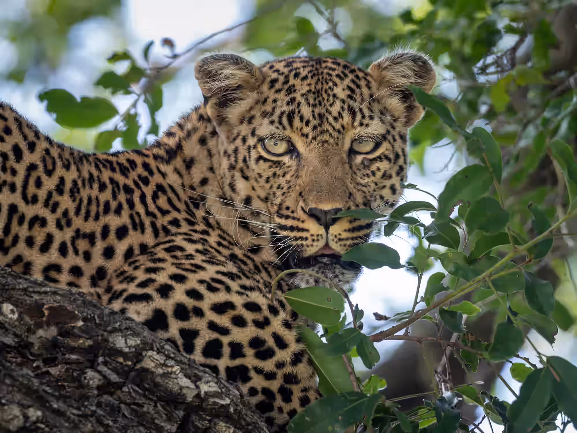 Timbavati Nature Reserve