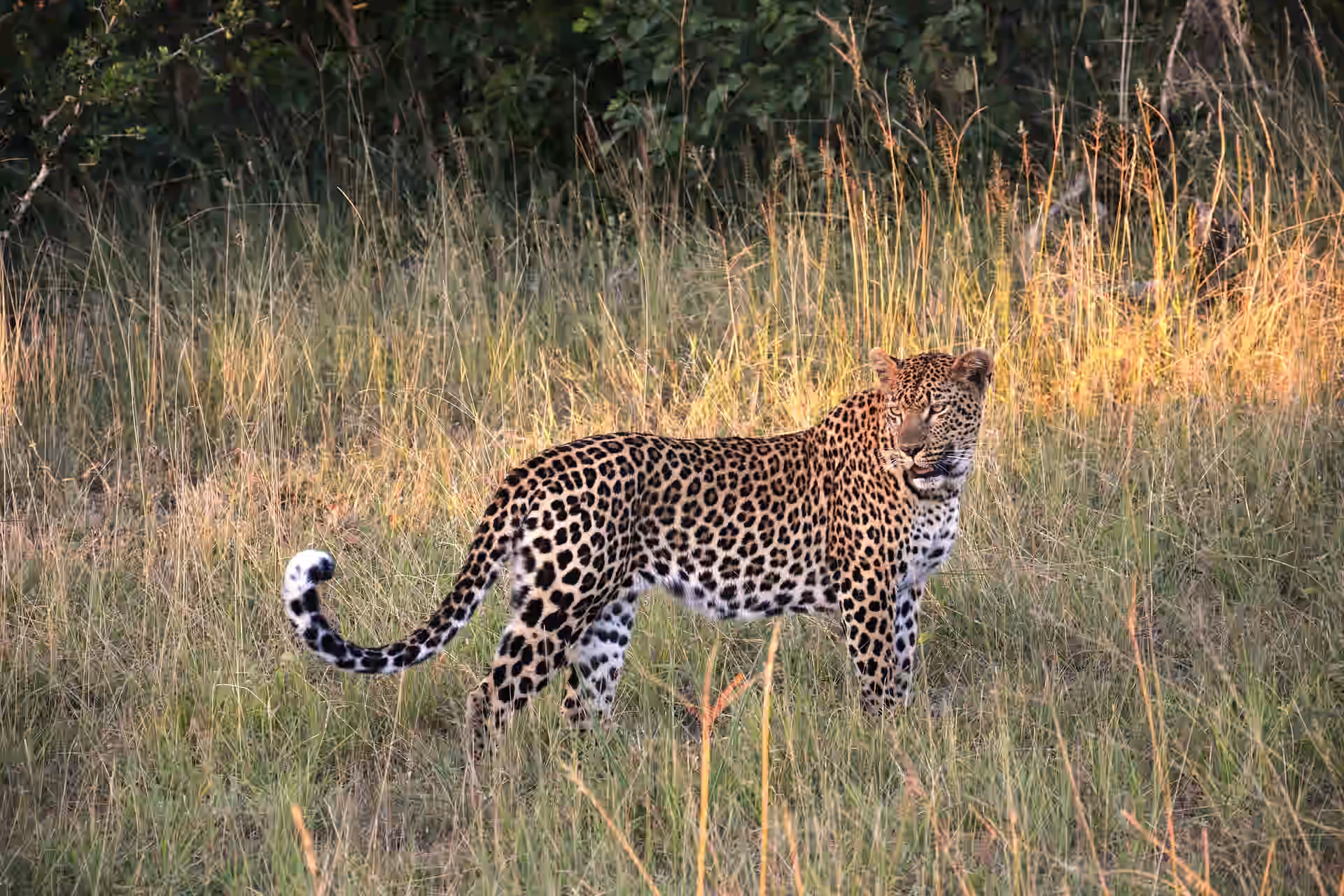 Sabi Sand Game Reserve gallery 3
