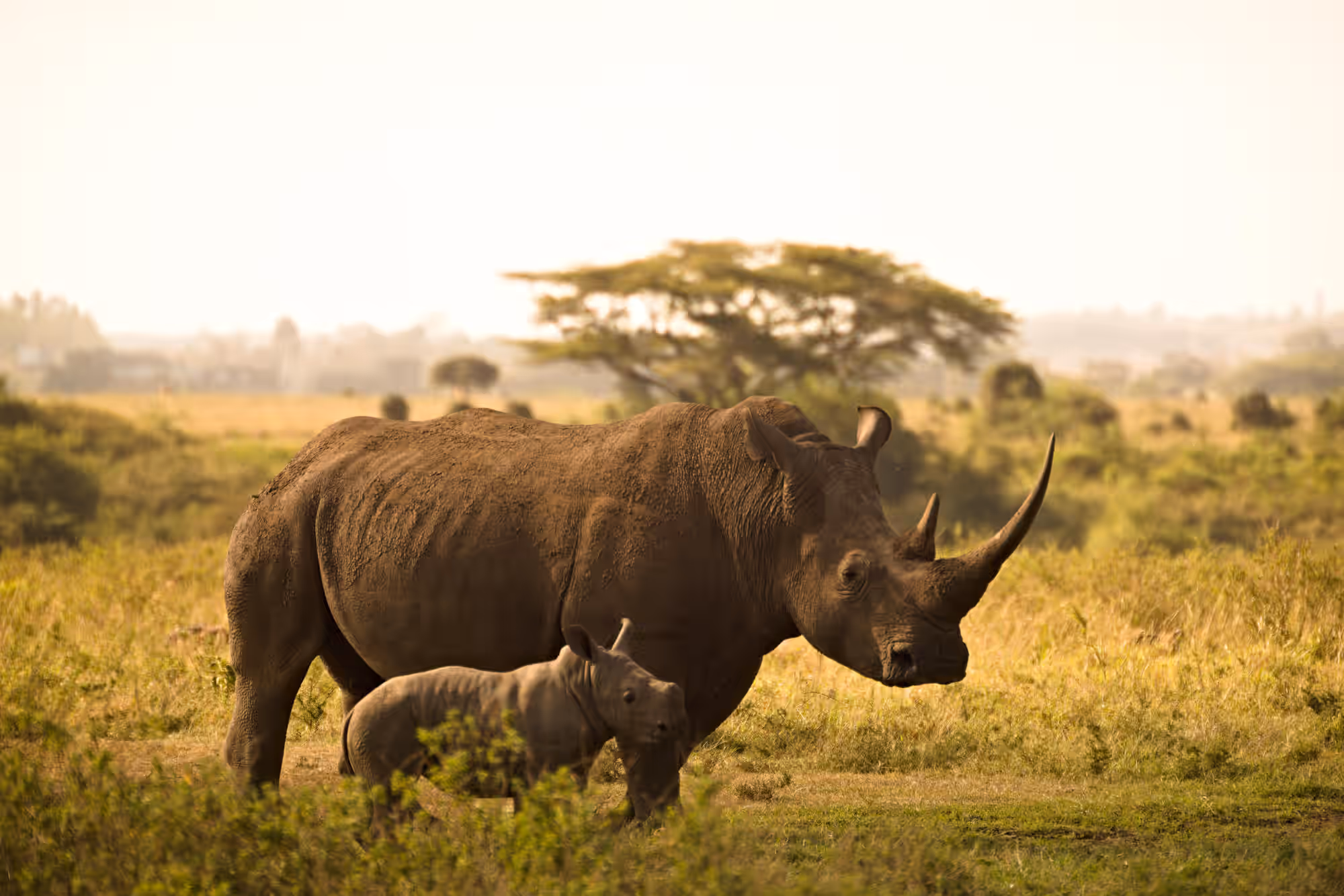Borana Conservancy