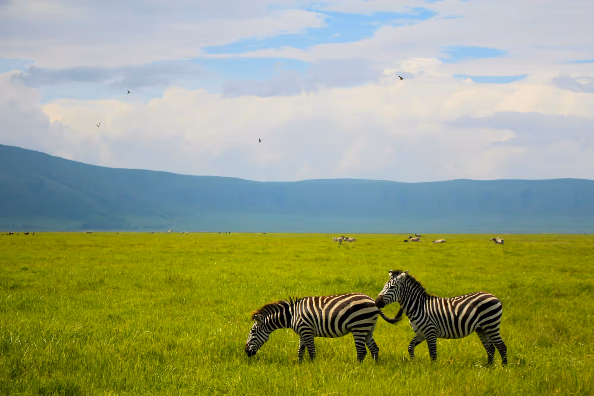 Ngorongoro Conservation Area