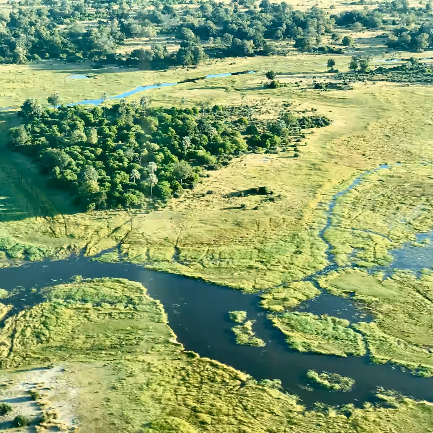Maun