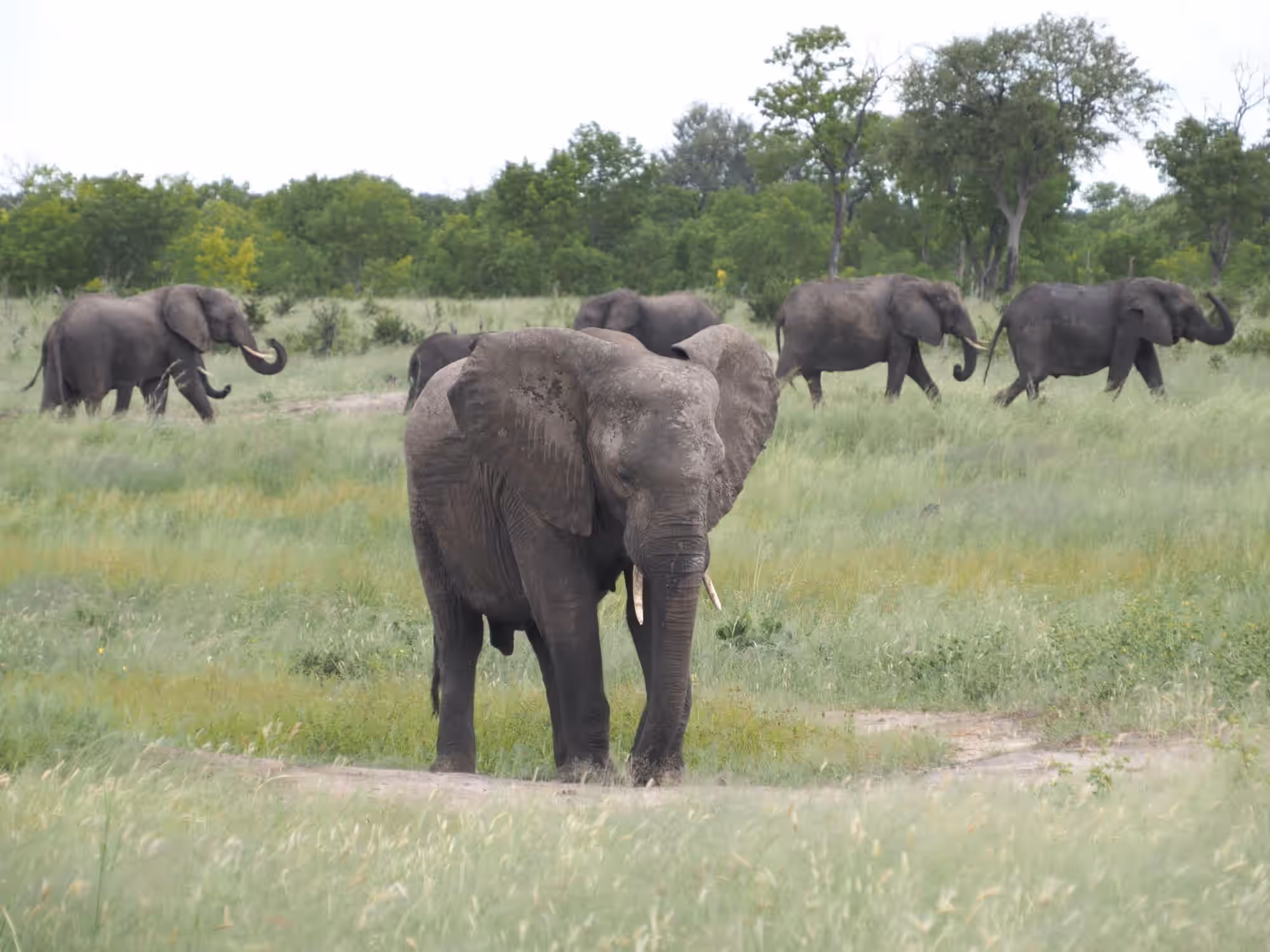 Hwange National Park gallery 5