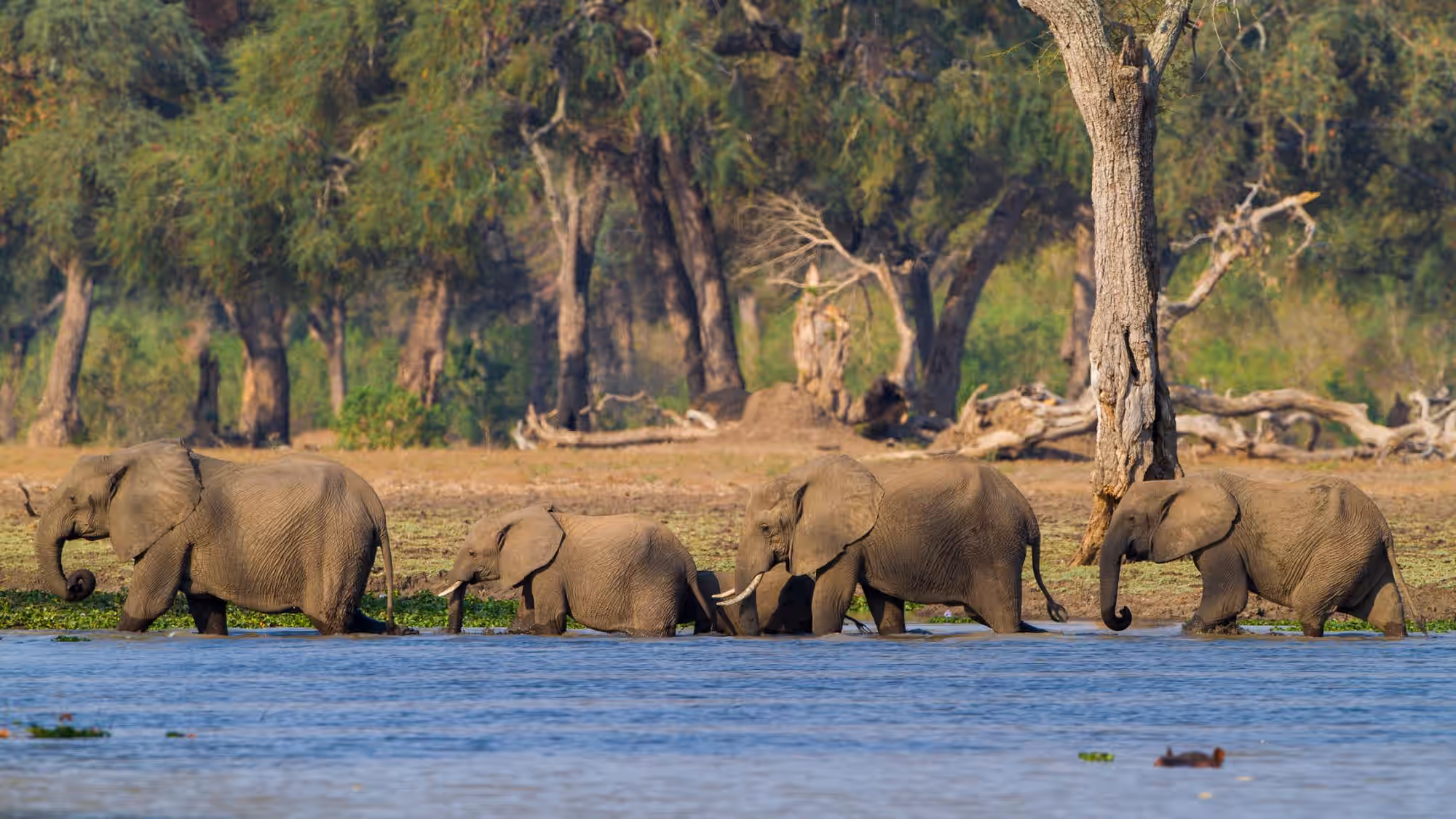 Mana Pools National Park gallery 2
