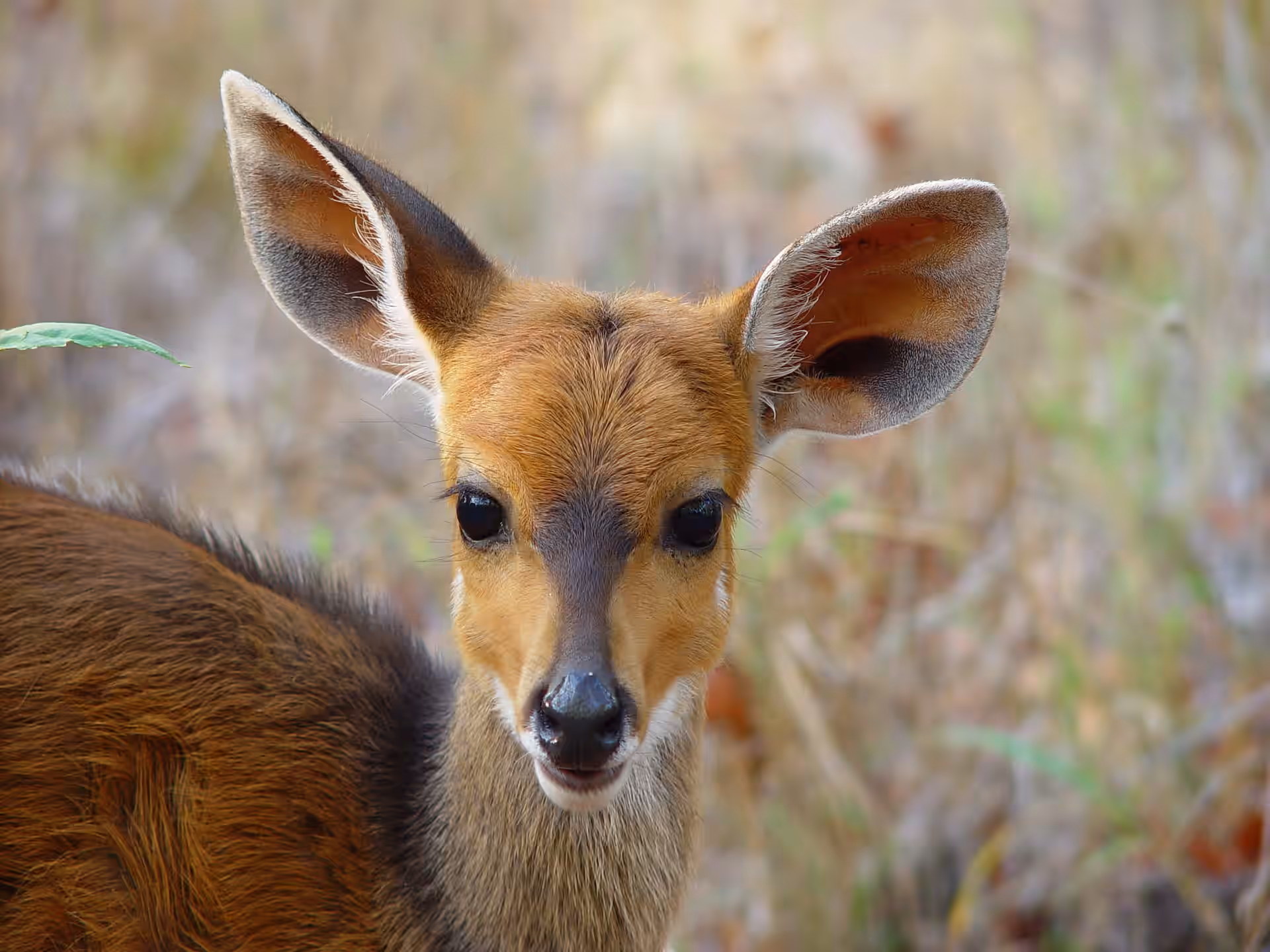 Kruger National Park gallery 8