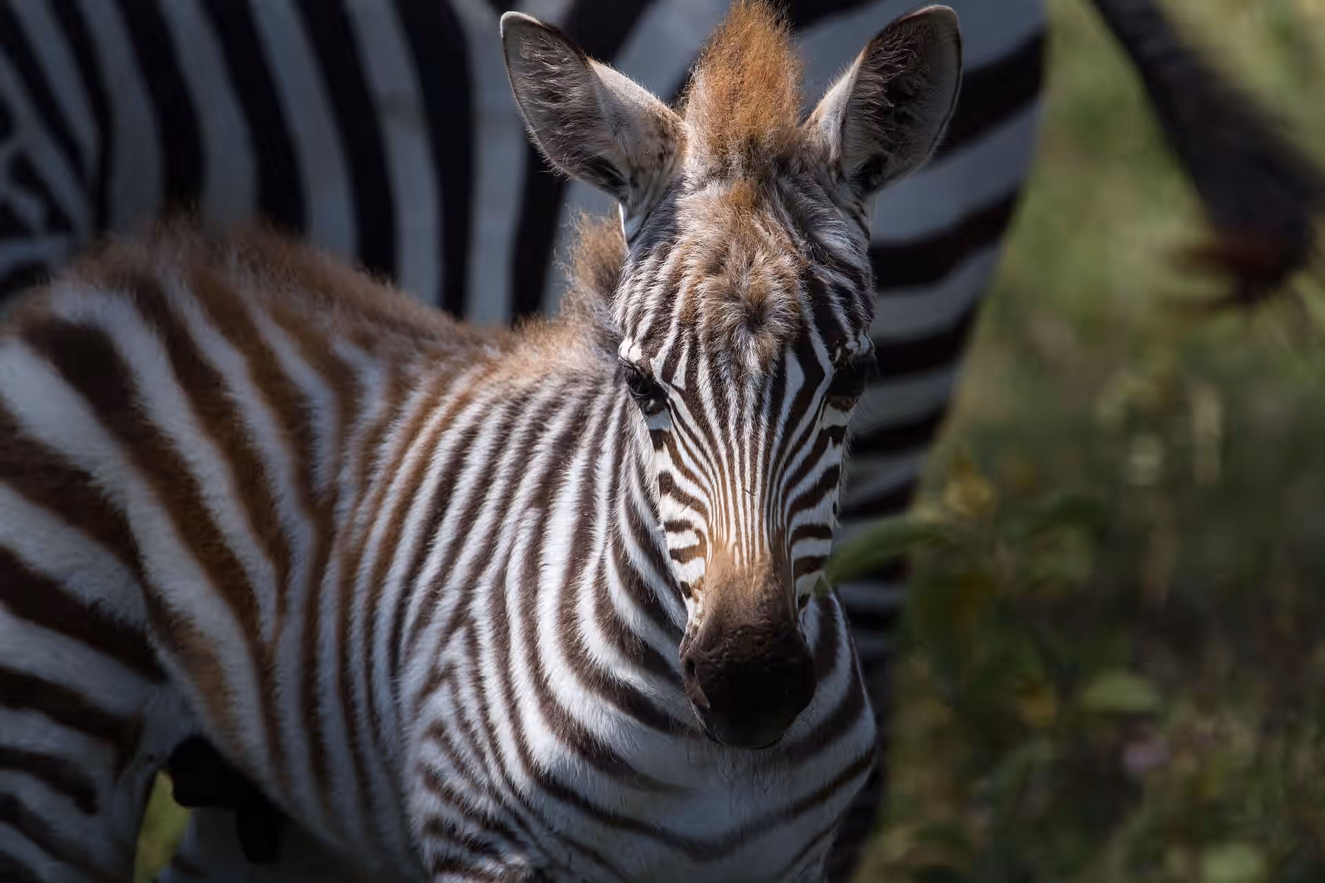 Burunge Wildlife Management Area. gallery 3