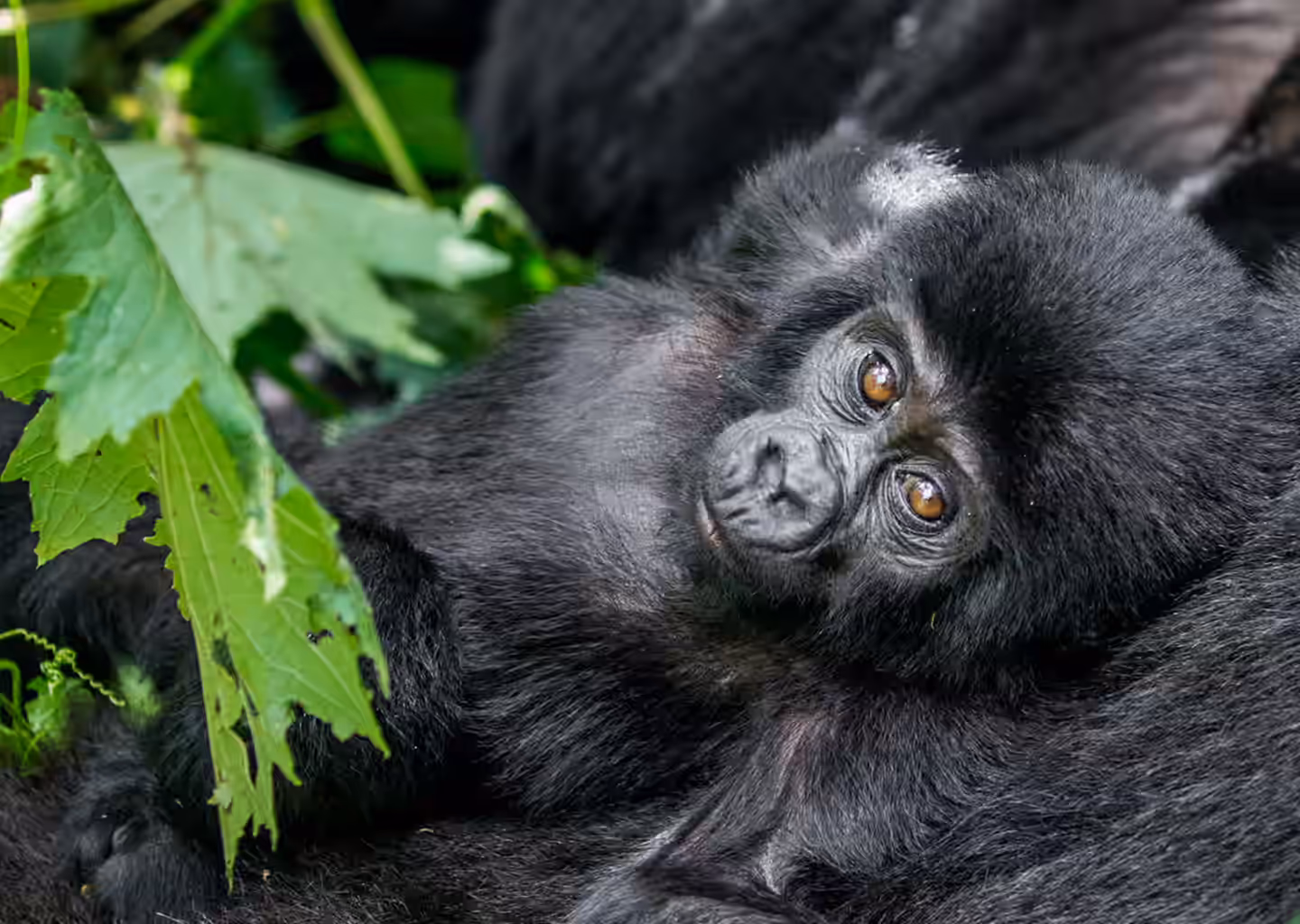 Bwindi Impenetrable National Park