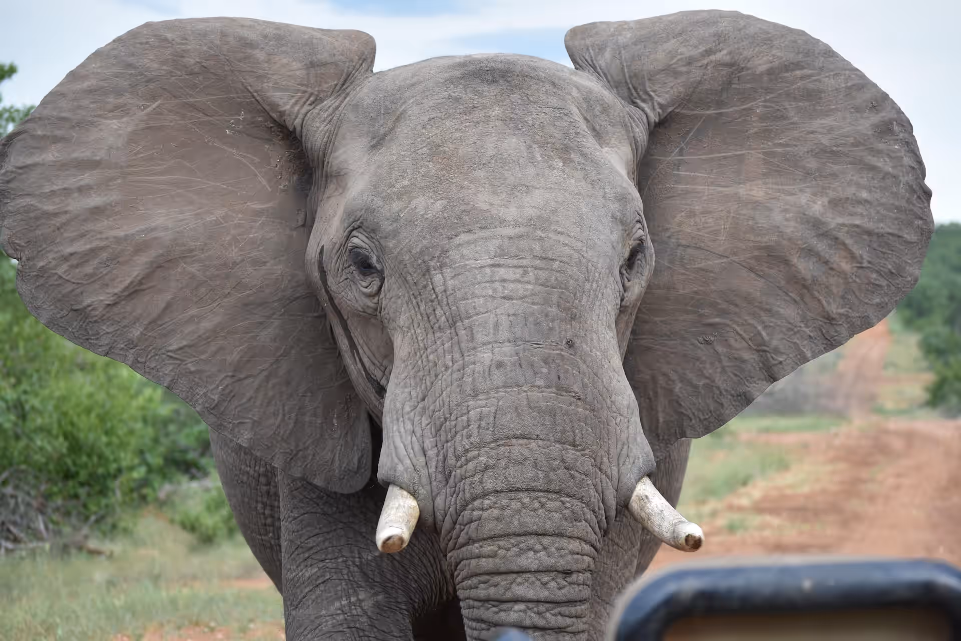 Kruger National Park gallery 9
