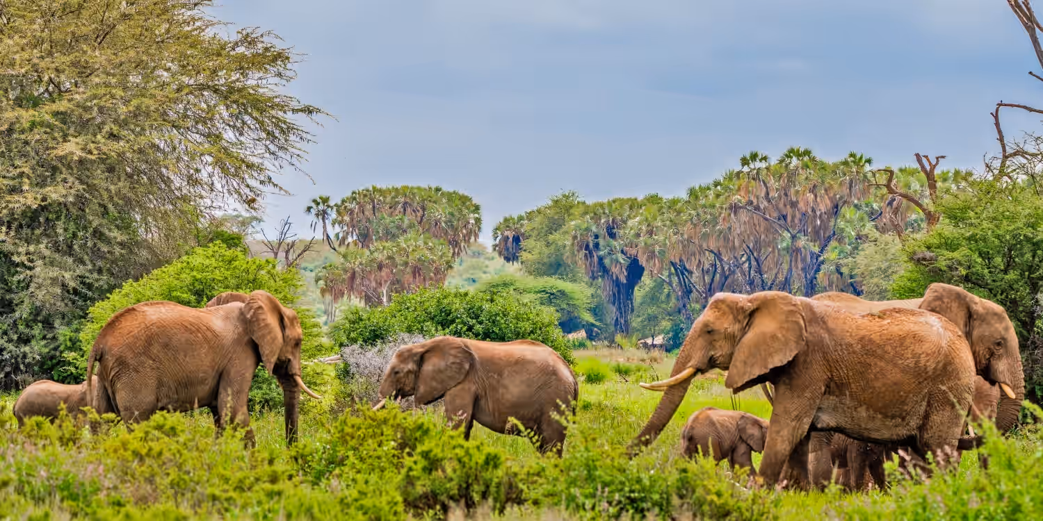 Samburu National Reserve gallery 0