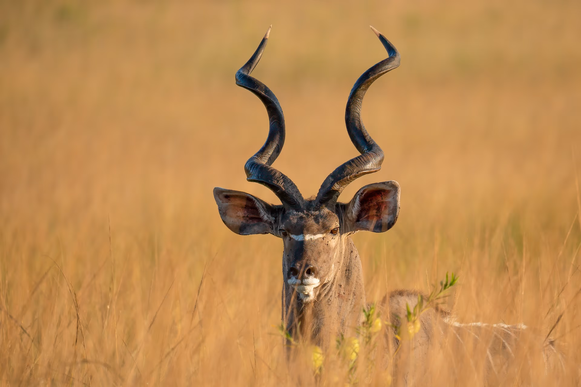 Mikumi National Park