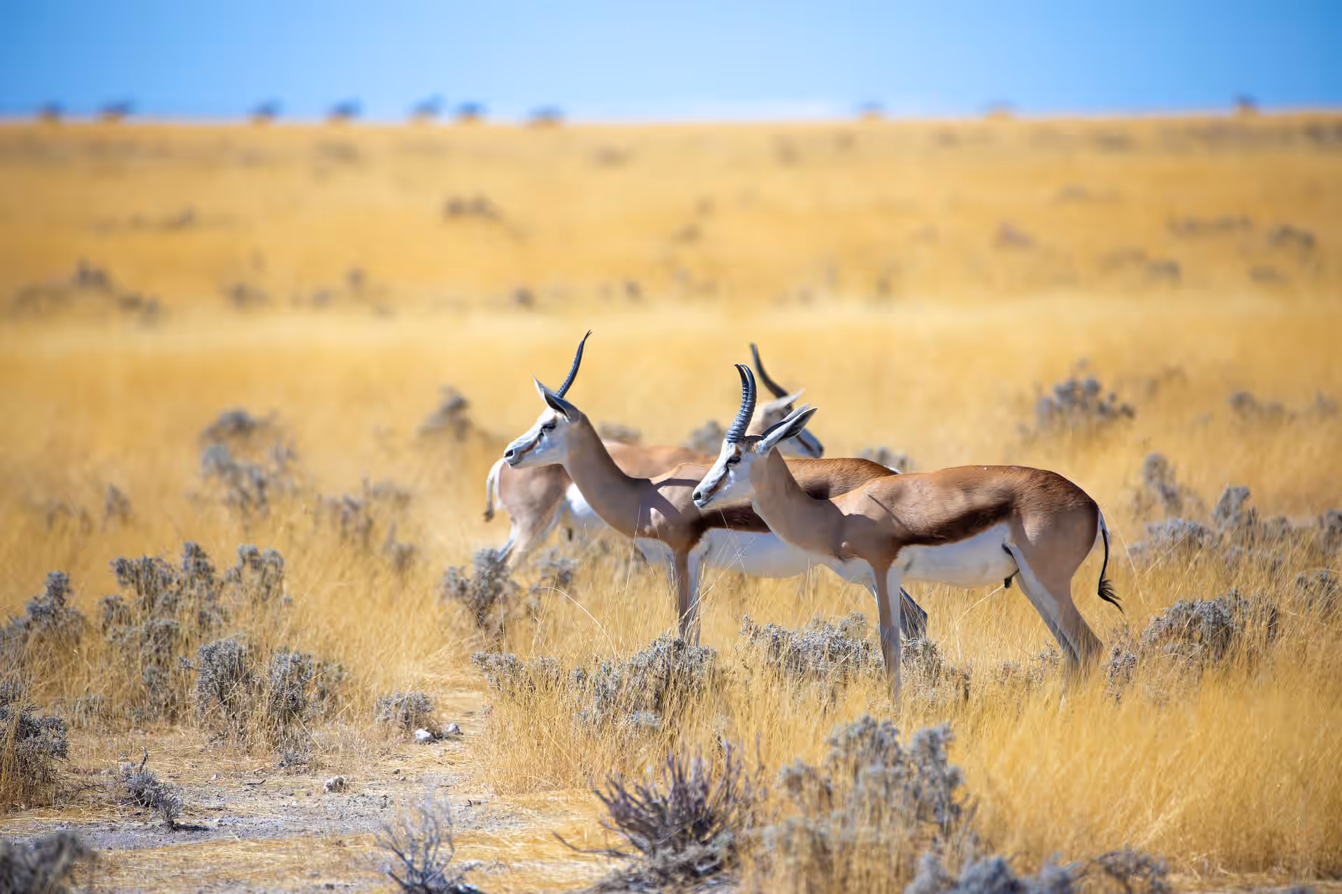 Nyerere National Park ( Selous game reserve)
