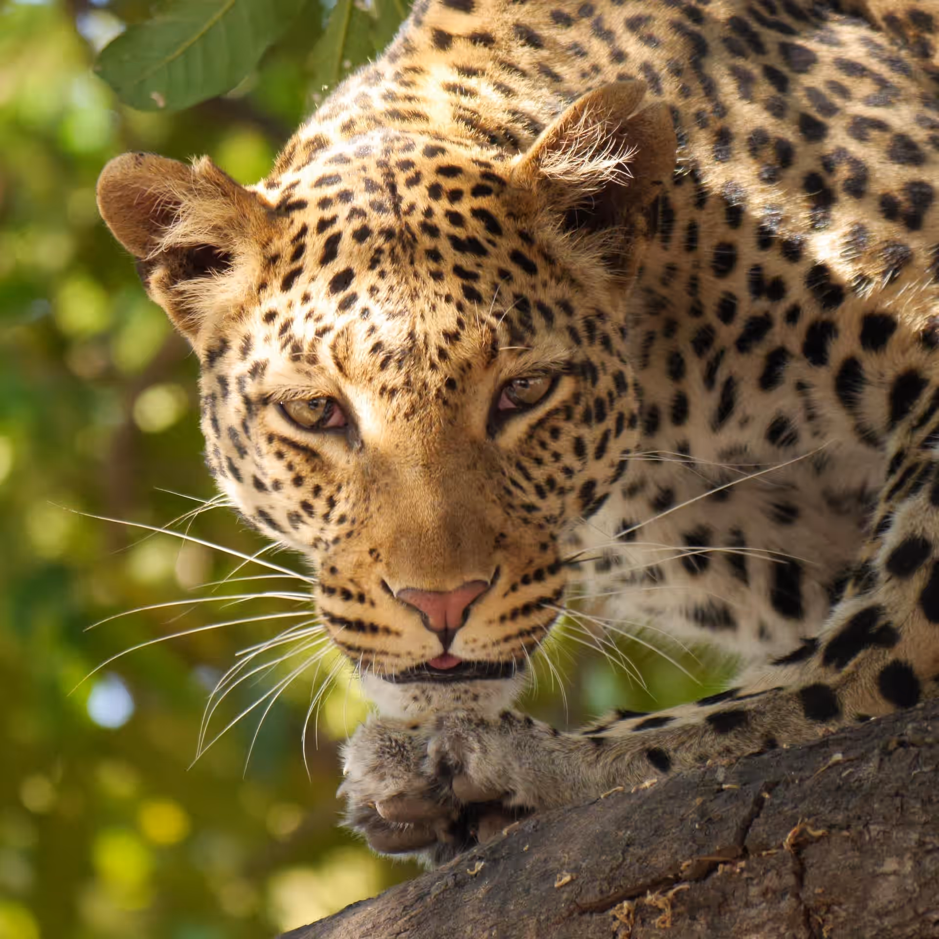 Ruaha National Park gallery 3