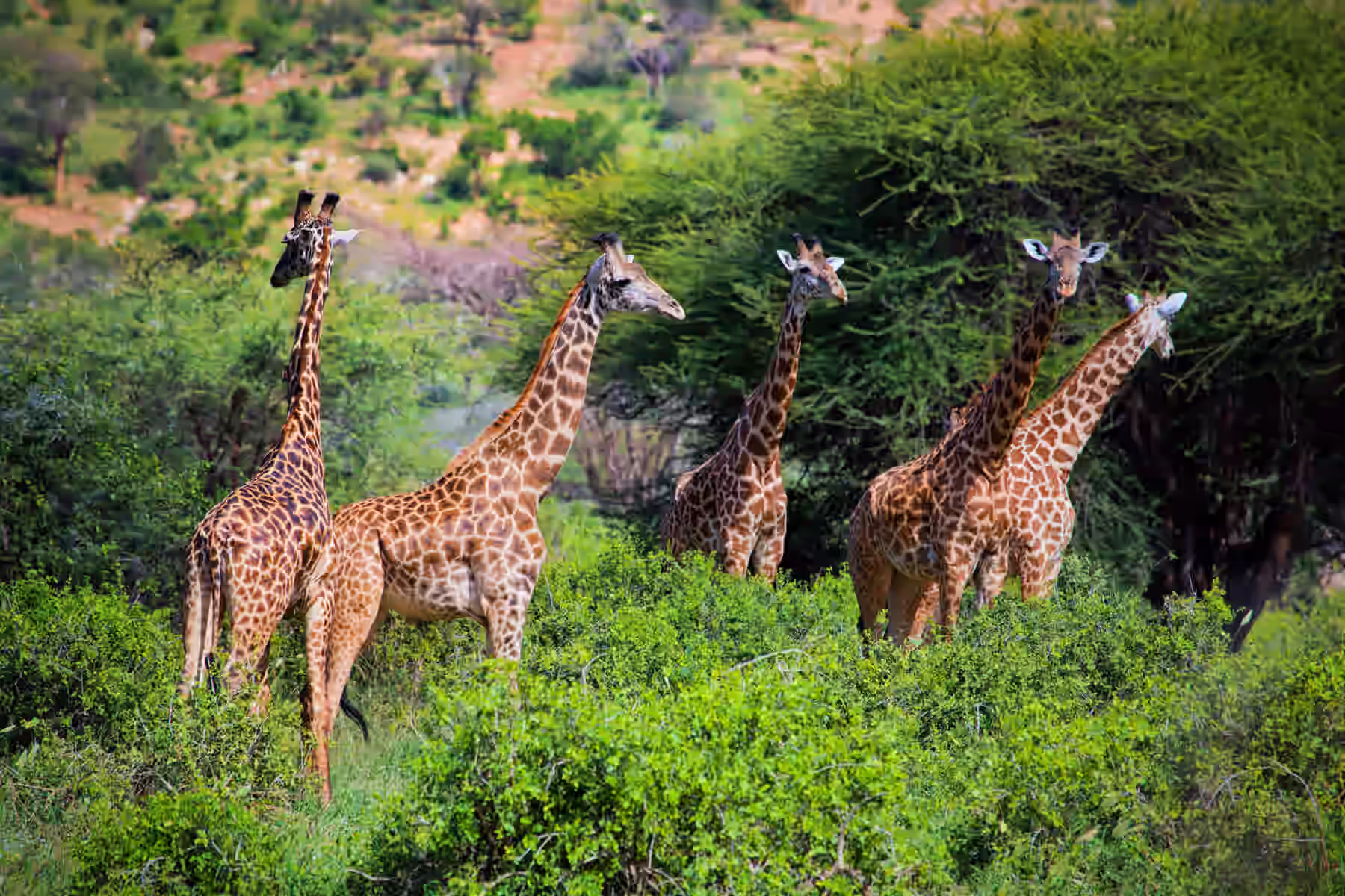 Tsavo East National Park gallery 1