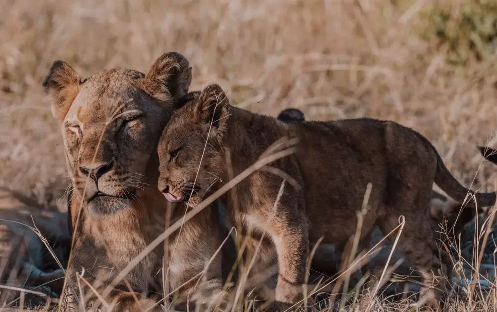 Timbavati Nature Reserve gallery 0