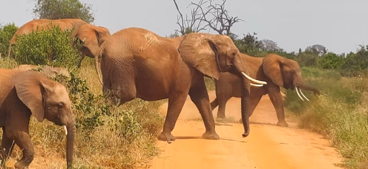 Tsavo East National Park gallery 0